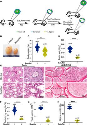 Food-Derived High Arginine Peptides Promote Spermatogenesis Recovery in Busulfan Treated Mice